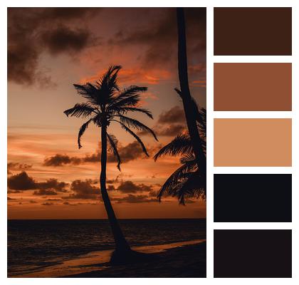 Ocean Sunset Palm Tree Image